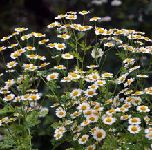 Dalmatiner Pyrethrum Seeds (Tanacetum cinerariifolium) for seasonal color across the Flower Bed & Urban Garden