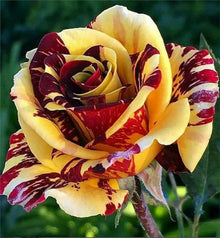 Rose Rosa Hybrida Lila Dragon Flower Seeds for Planting – Suitable for Decorative Home Garden and Pots