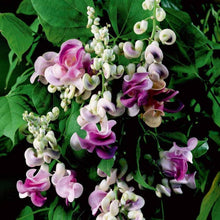 Corkscrew Seeds (Vigna caracalla) for growers filling out the ornamental gardens and flower beds