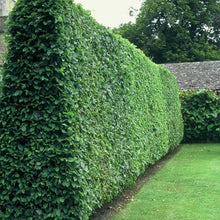 Ligustrum Vulgare Plants (Ligustrum vulgare) known for hedge