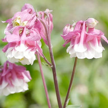 Pink Petticoat Columbine Aquilegia Seeds for a colorful addition to any planting