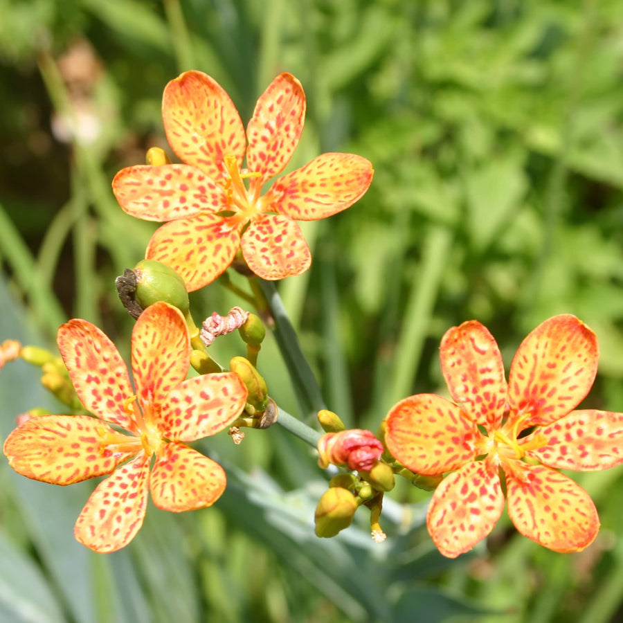 Iris Iris Pallida Leopard Flower Seeds for Planting – Elegant Blooms for Garden Borders and Decorative Landscaping