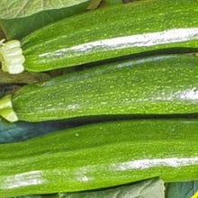 Zucchini Sangrum F1 Seeds (Cucurbita pepo) known for hybrid Pumpkin Growing