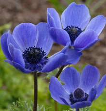 Blue Color Poppy Seeds (Papaver somniferum) for a lasting display in the Flower Bed & Garden