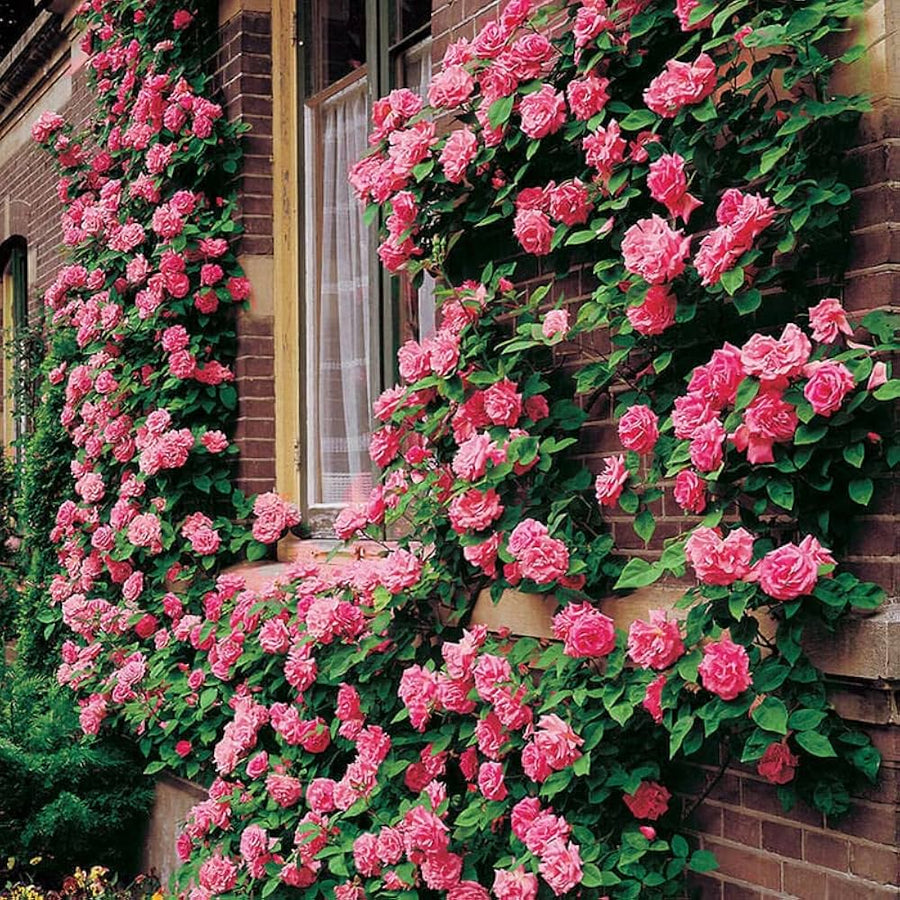 Queen Elizabeth Rose Hardy Shrub Flower - for planting in home garden