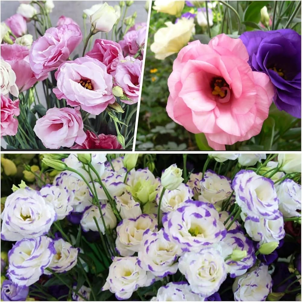 Lisianthus Eustoma Grandiflorum Mixed Flower Seeds for Planting – Ideal for Home Garden Beds and Cut Flower Displays