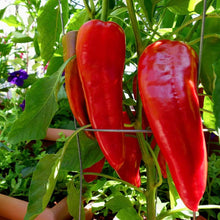 Sweet Marconi Pepper Seeds (Capsicum annuum) for productive rows in the Vegetable Patches