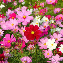 Galsang Indoor Flowering Seeds for long-term planting in the yard