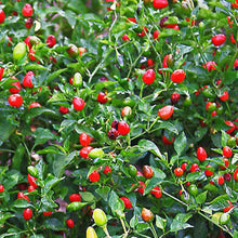 Chile Piquin Seeds (Capsicum annuum) for a lasting display in the Vegetable Patch