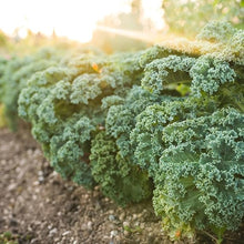 Kale Brassica Oleracea Dwarf Siberian Leaf Seeds for a reliable harvest in the Kitchen Garden