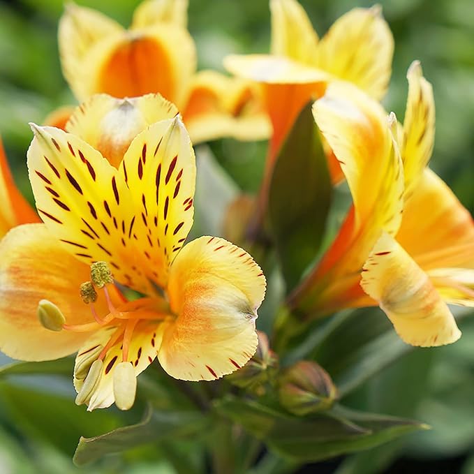 Peruvian Lily Alstroemeria spp for planting in flower bed