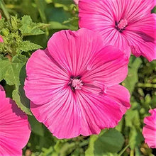 Rose Mallow Malva sylvestris flower seeds for planting in backyard garden beds