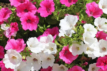 Petunia flower Seeds (Petunia hybrida) for seasonal color across the backyard containers or hanging pots