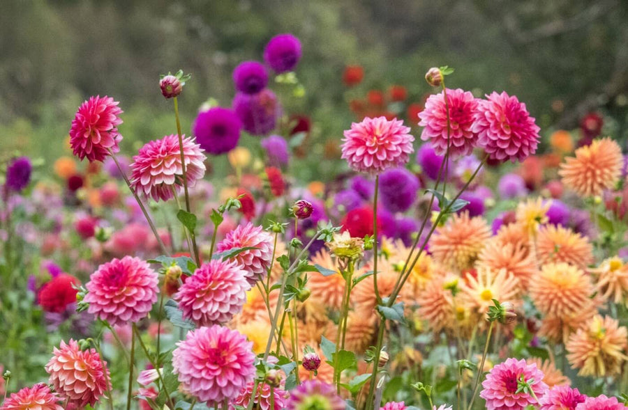 Mini Dahlia bonsai flower seeds for vibrant garden growth