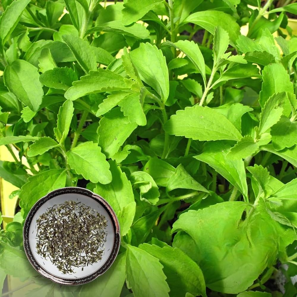 Stevia Rebaudiana herb seeds for natural sweetener