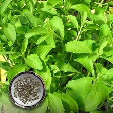 Stevia Rebaudiana herb seeds for natural sweetener
