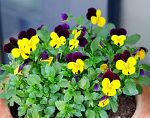 Johnny Jump Up Samen Seeds for a colorful addition to any planting