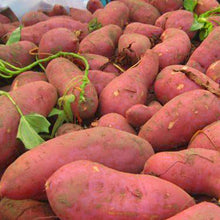 Sweet Potato Seeds (Ipomoea batatas) for home growers seeking a reliable harvest