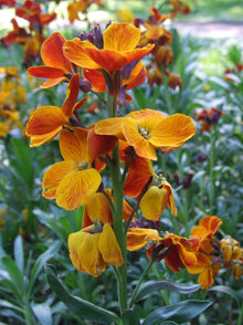 WallFlower Ravenelle Erysimum Seeds for a bright addition to the Flower Bed & Urban Garden