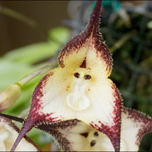 Monkey Face Orchid Seeds (Dracula simia) for seasonal color across the Orchid Garden