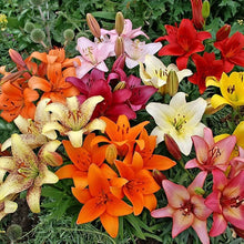 Lily Lilium Longiflorum flower Seeds for colorful blooms in the backyard gardening and decorative indoor pots