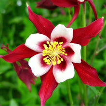 Aquilegia Viridiflora ��������� Aquilegia viridiflora ��������� for planting in red white garden