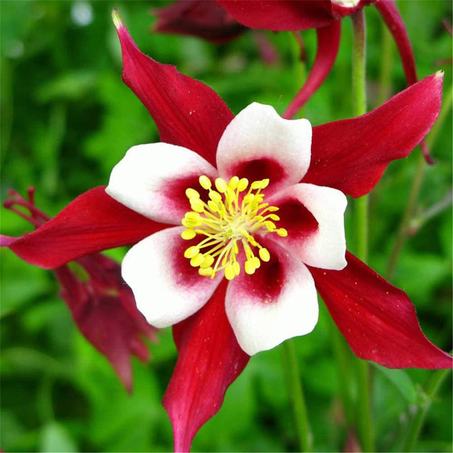 Aquilegia Viridiflora ��������� Aquilegia viridiflora ��������� for planting in red white garden