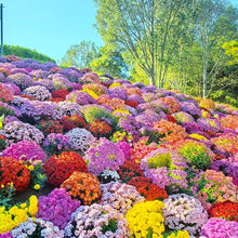 Japanese Rainbow Chrysanthemum Flower - for planting in home garden