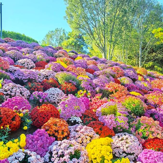 Japanese Rainbow Chrysanthemum Flower - for planting in home garden