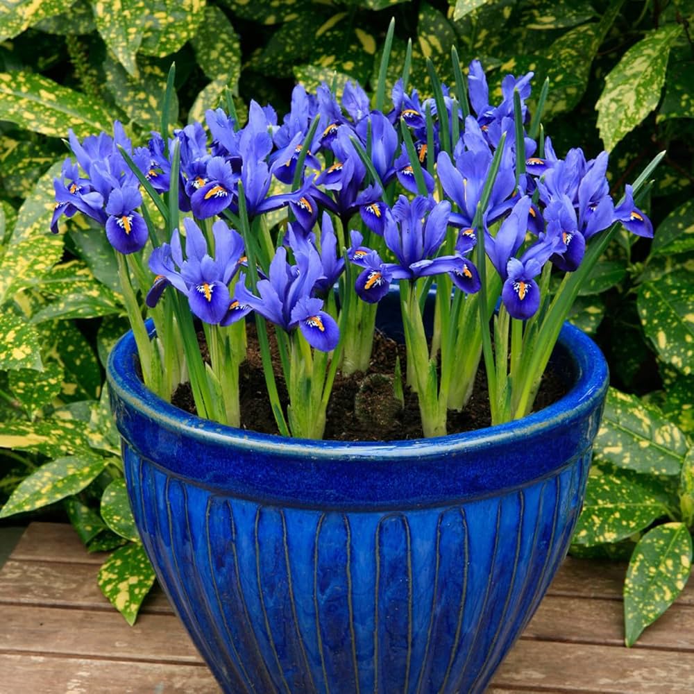 Iris Iris germanica flower seeds for planting in home garden and ornamental flower beds - for planting in home garden