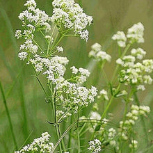 Northern Bedstraw Wildflower Seeds for growers filling out the Natural Gardens