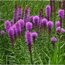 Blazing Star Seeds (Liatris spicata) for seasonal color across the Flower Bed