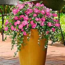 Petunia flower Seeds (Petunia hybrida) for a bright addition to the balcony hanging baskets or outdoor containers