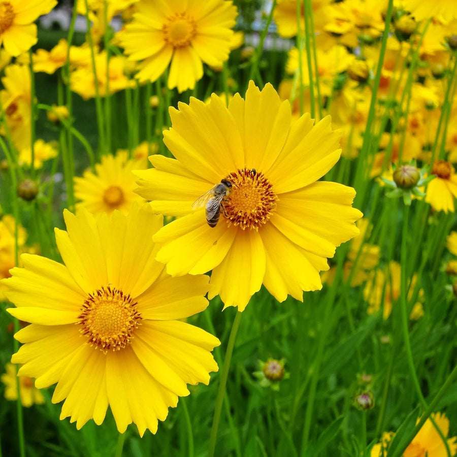 Lanceleaf Coreopsis Seeds (Coreopsis lanceolata) for growers filling out the Flower Bed