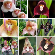 Orchid Orchidaceae Rare Flower Seeds for Planting – Exotic Blooms for Indoor Pots and Tropical Gardens