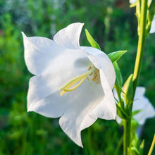 White Peach Bellflower Seeds (Campanula persicifolia) for sweet homegrown fruit in the Shade Flower Border