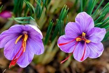 Saffron Seeds (Crocus sativus) for a bright addition to the kitchen garden and spice harvest planting