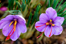 Saffron Seeds (Crocus sativus) for a bright addition to the Kitchen Garden