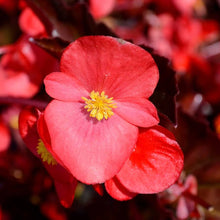 Cocktail Series Begonia Semperflorens Seeds for gardeners building out beds and borders