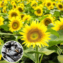 High Paw Yellow-Green Seeds for a colorful addition to any planting