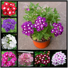 Trailing Verbena Seeds for gardeners building out beds and borders