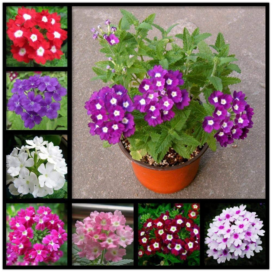 Verbena ��������� Verbena spp. ��������� for planting in home garden and balcony pots