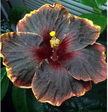 Double Dark Pink Hibiscus Seeds for colorful blooms in the Home Garden Use