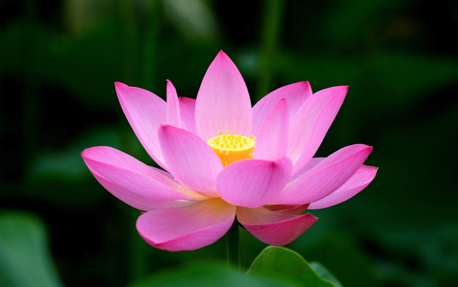 Nelumbo Nucifera pink lotus seeds (Nelumbo nucifera) for water garden planting