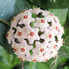 Hoya Carnosa Seeds for reliable seasonal color