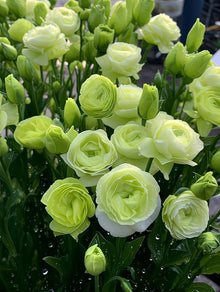Eustoma Eustoma Grandiflorum Seeds for colorful blooms in the Garden Floral Arrangements