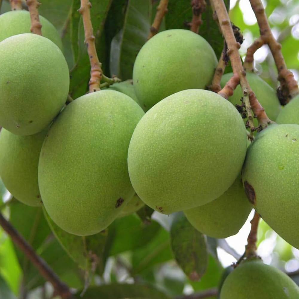 Mango Mangifera indica seeds for home garden
