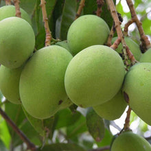 Mango Mangifera indica seeds for home garden