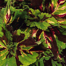 Coleus Plectranthus scutellarioides Kong Giant Mosaic foliage seeds for planting in indoor pots or garden borders - for planting in home garden