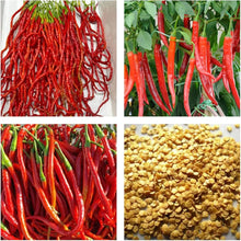 Red pickled bubble hot chili pepper plant grown from seeds with round red fruits and fiery flavor